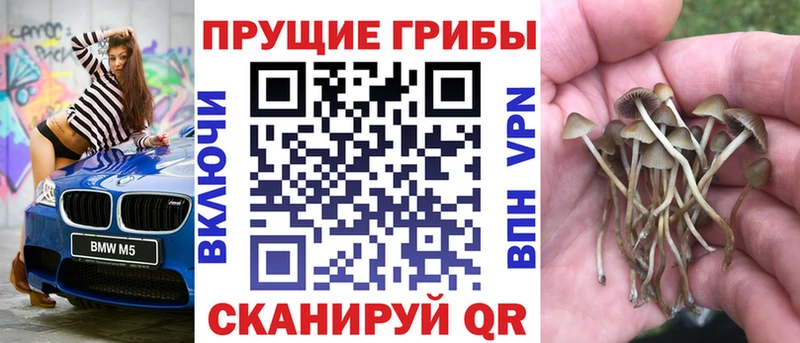 Галлюциногенные грибы Cubensis  цены   Кизляр 