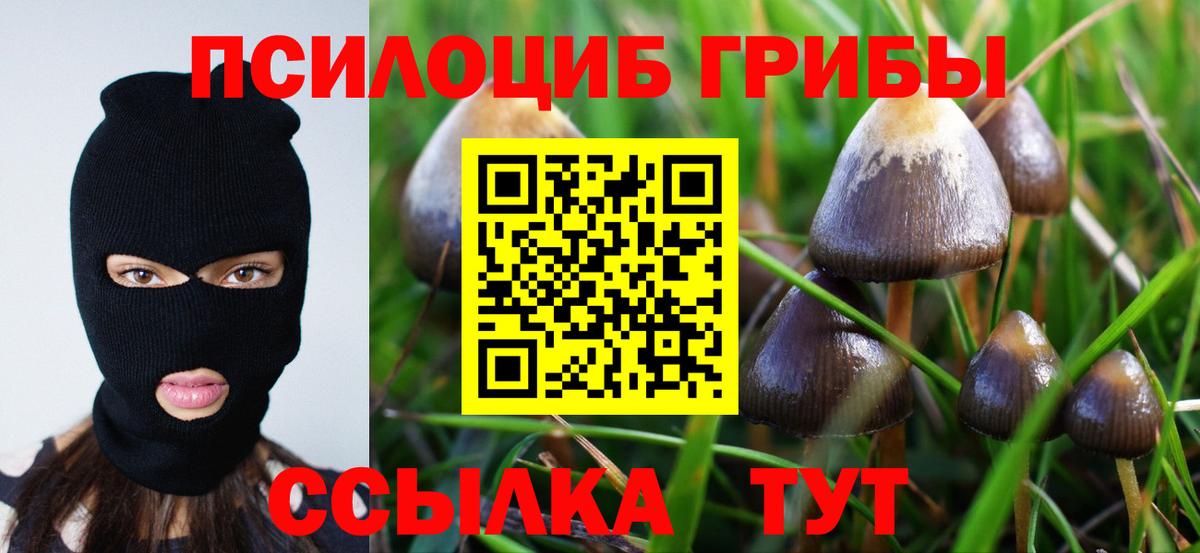 Кизляр  Псилоцибиновые грибы Psilocybine cubensis  Вход с VPN 